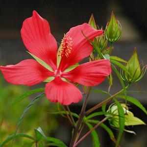 Hibiscus coccineus, Scarlet Rose Mallow, American Scarlet Rose Mallow, Swamp Hibiscus, Crimson Rosemallow, Wild Red Mallow, Texas Star Hibiscus, Flowering Shrub, Red flowers, Red Hibiscus